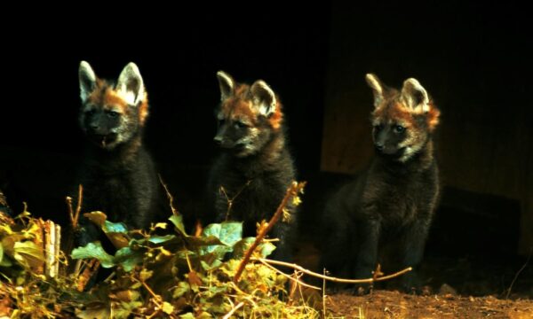 Four maned wolf pups born at Banham Zoo