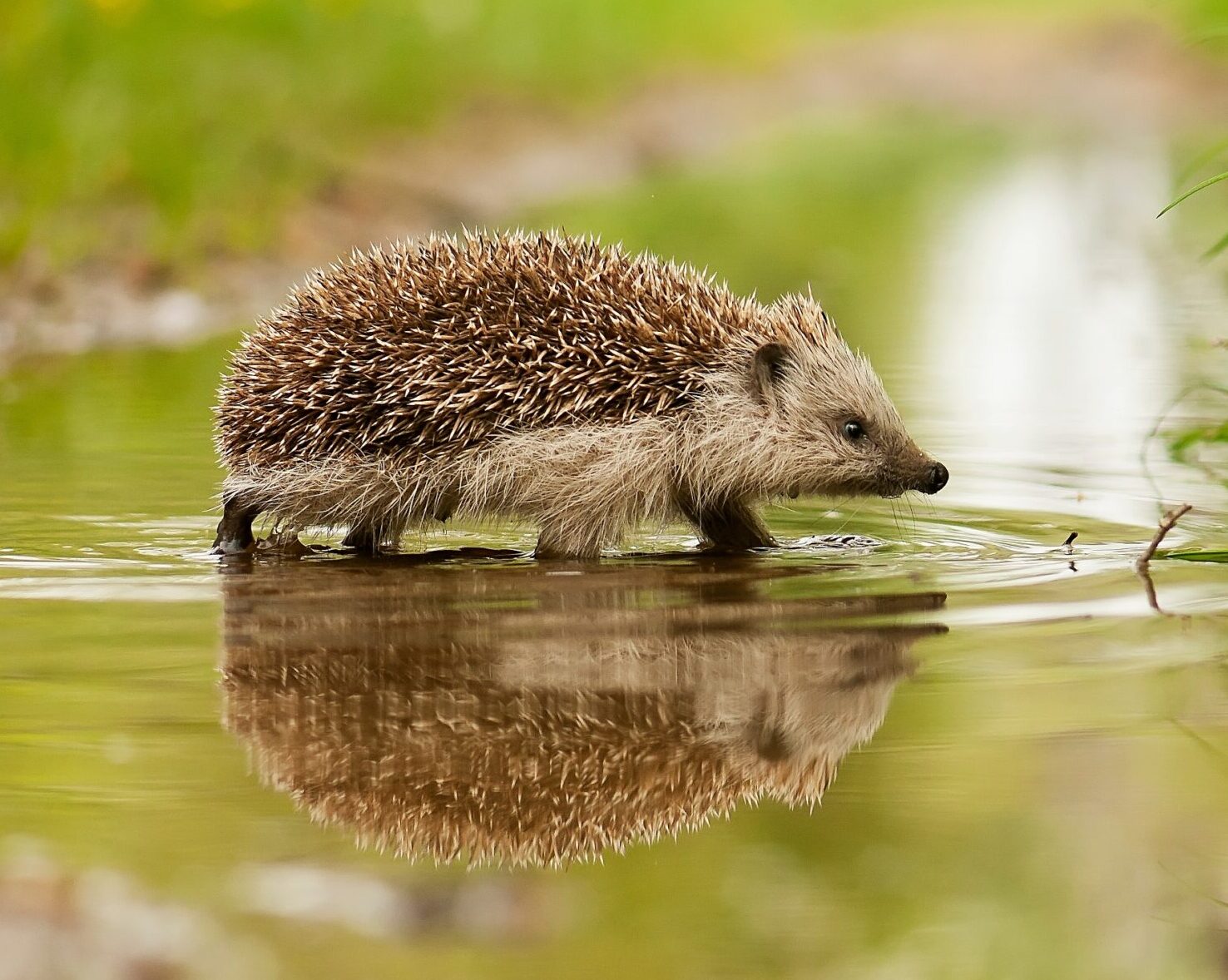 Costessey celebrates hedgehog awareness