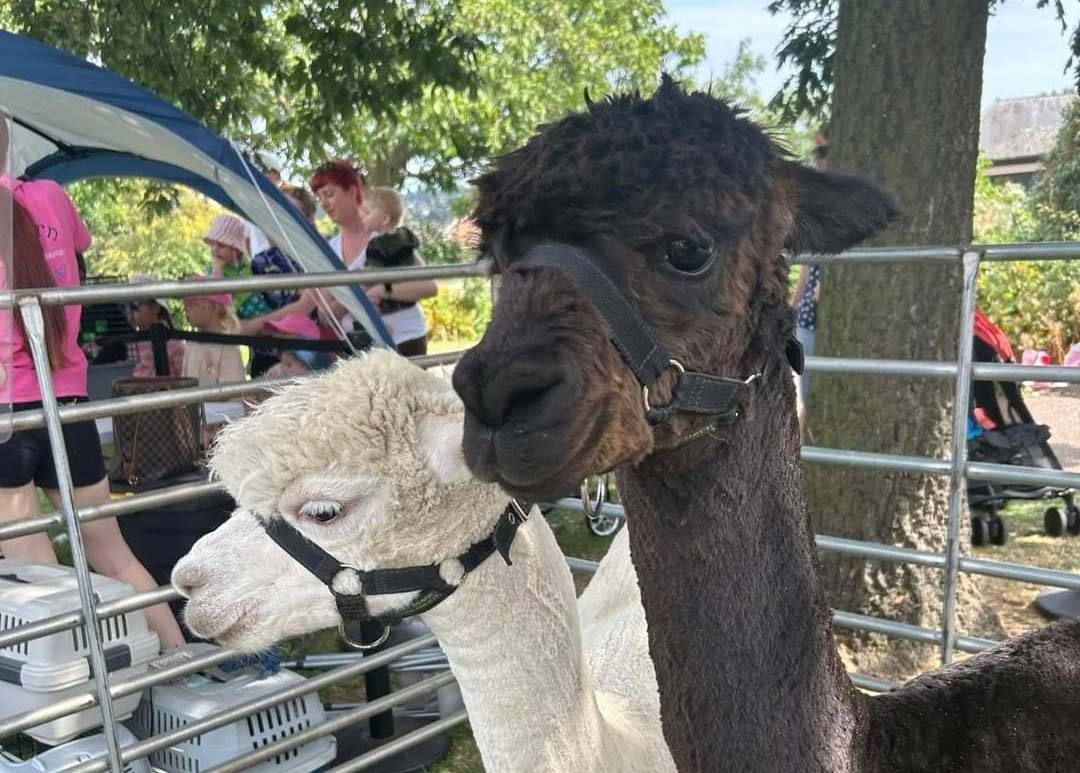Walk the unicorn alpacas in Norwich