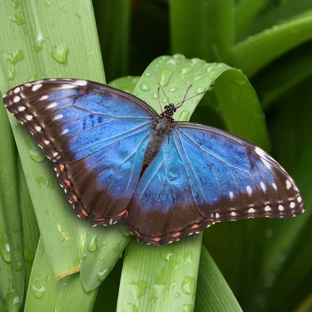 New tropical butterfly house opens at Bug Parc