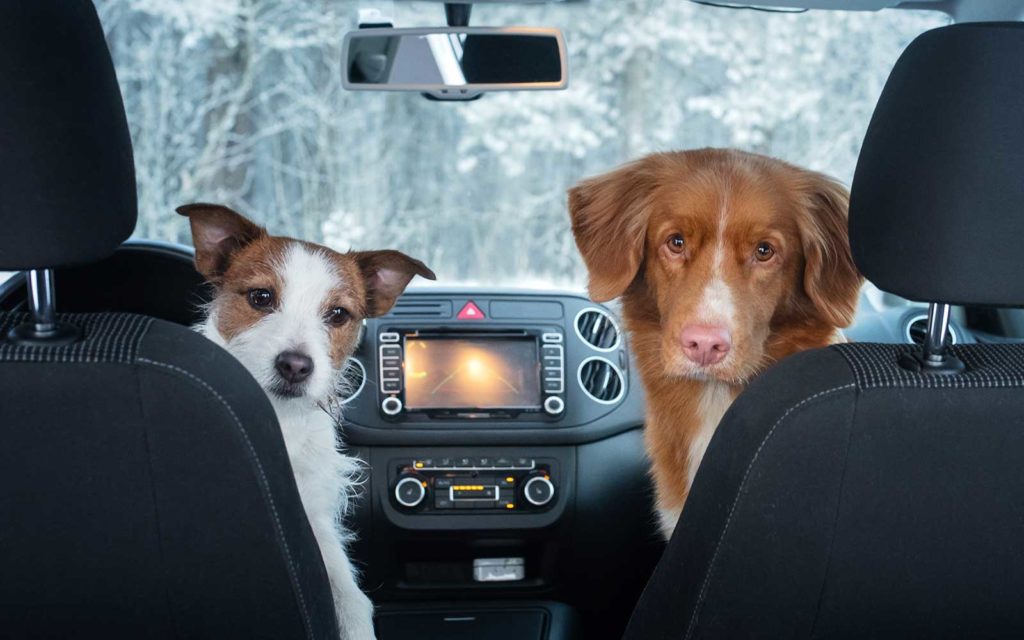 Dogs in the driving seat of a car